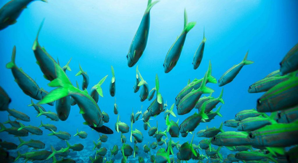 BLUE Blue Marine Foundation Sunseeker superyacht support